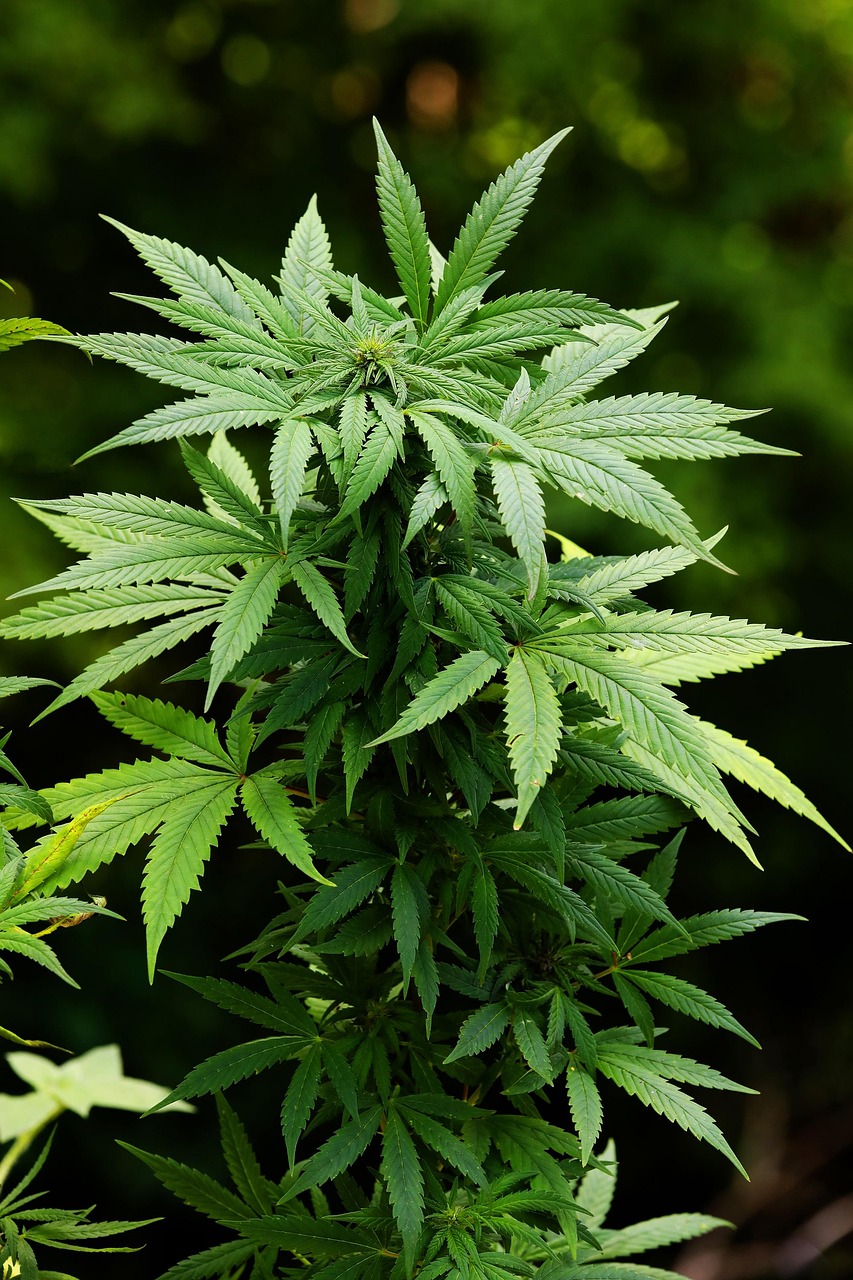 green, weed, hemp, nature, herb, pot, plant, medicine, leaf, ganja, grass, medical, smoke, illegal, medicinal, joint, hashish, dope, narcotic, herbal, legalize, natural, green medical, green smoke, green medicine
